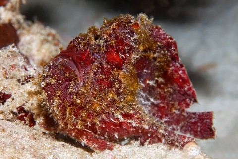 Anglerfish or Frogfish species (Antennarius sp.)