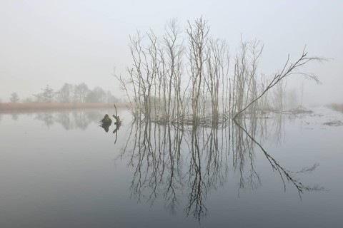 Rewetted high moor in fog