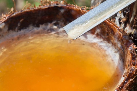 Latex sap dripping out of a cut tree in a rubber plantation