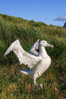 Wandering Albatross (Diomedea exulans) at its nesting site
