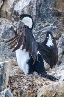 Blue-eyed Shag or Imperial Shag (Phalacrocorax atriceps) at its nesting site