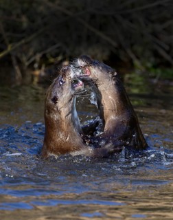 Otters (Lutra lutra) fighting