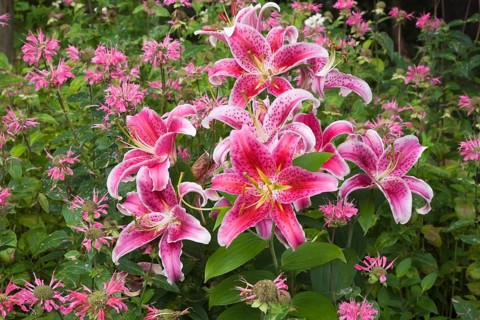 Pink and white 'Stargazer' Lilies (Lilium 'Stargazer')