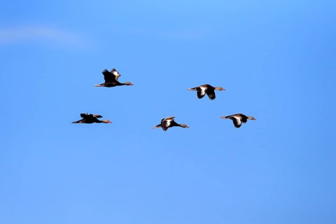 Black-bellied Whistling Ducks (Dendrocygna autumnalis)