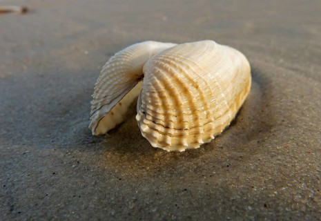 False Angel Wing or American Piddock (Petricola pholadiformis)