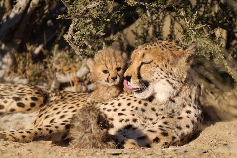 Cheetah (Acinonyx jubatus)