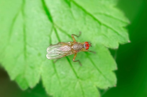 Dung Fly (Scathophaga lutaria)