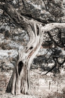 Old Korean pine