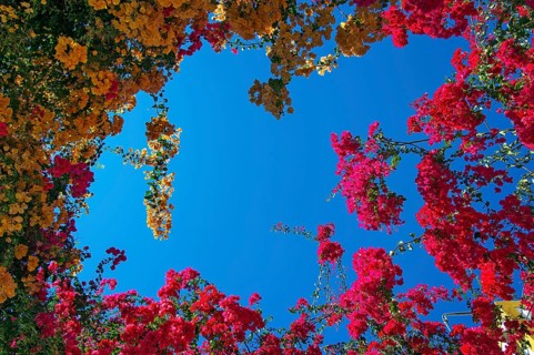 Blue sky through a gap of colourful flowering hanging plants