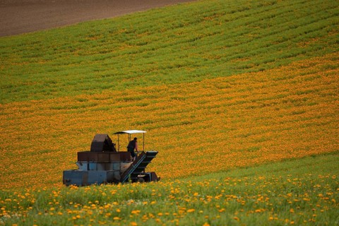 Mechanical harvest of Marigold or Calendula flowers (Calendula officinalis)