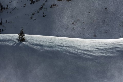 Mountain Pine (Pinus mugo) in the snow