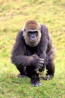 Western Lowland Gorilla (Gorilla gorilla gorilla)