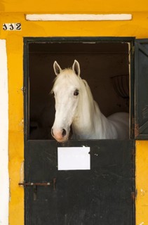 Stallion in his box stall during the Feria del Caballo Horse Fair