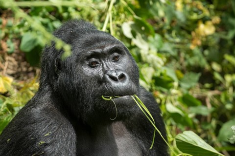 Mountain Gorilla (Gorilla beringei beringei)