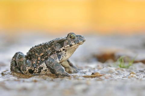 Green Toad (Bufo viridis complex) in an abandoned gravel pit