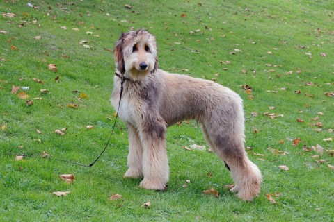 Afghan hound dog standing in a meadow