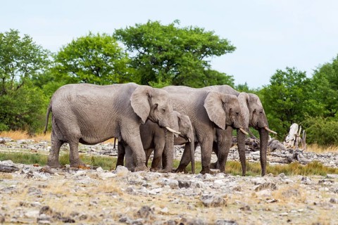 African elephants (Loxodonta africana)