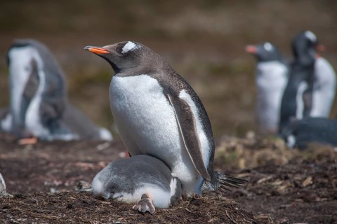 Gentoo Penguin (Pygoscelis papua) on nest with young