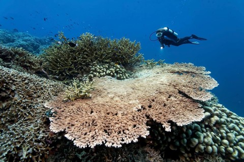 Coral reef with various stony corals