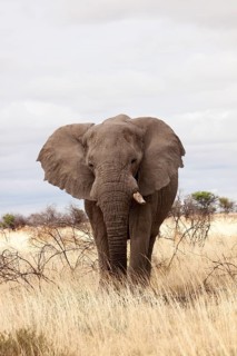 African Elephant (Loxodonta africana)