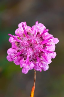 Woolly Lousewort (Pedicularis lanata)