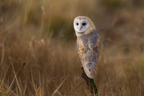 Barn Owl (Tyto alba)