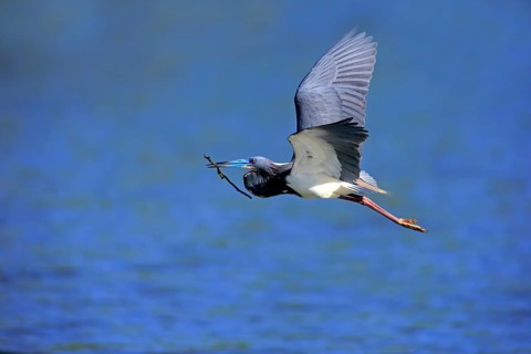 Tricoloured Heron (Egretta tricolor)