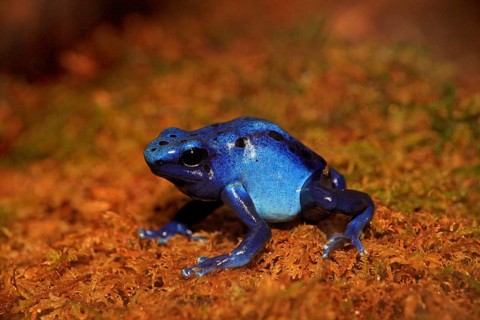 Blue Poison Frog (Dendrobates tinctorius)
