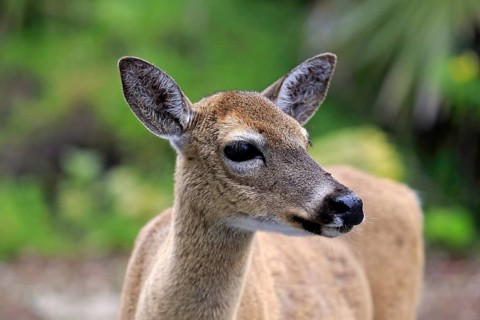 Key-white-tailed deer (Odocoileus virginianus clavium)