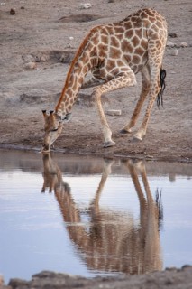 Giraffe (Giraffa camelopardalis) drinking at a waterhole