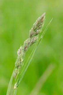 Cock's-Foot or Orchard Grass (Dactylis glomerata)