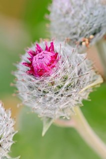 Downy Burdock (Arctium tomentosum)