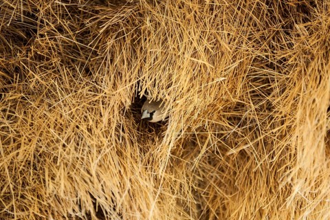 Sociable Weaver (Philetairus socius) at the entrance of a community nest