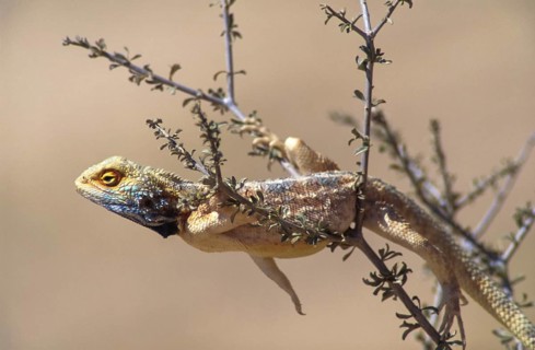 Southern rock agama (Agama atra)