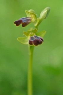 Sombre Bee-orchid or Dark Bee-orchid (Ophrys fusca)