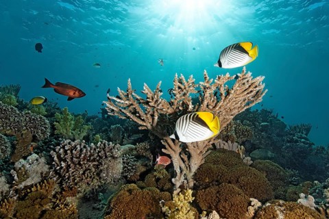 Two Chaetodontidae (Chaetodon auriga)