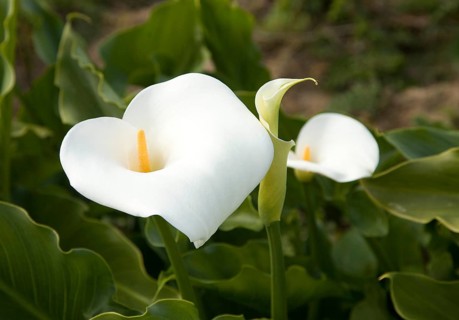 Calla lily (Zantedeschia aethiopica)