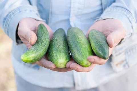 Man showing a bunch of organically grown cucumbers