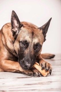 Malinois or Belgian Shepherd Dog