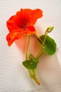 Fresh Nasturtium (Tropaeolum) flower and leaves