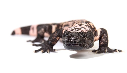 Gila Monster (Heloderma suspectum)