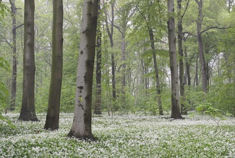 Flowering wild garlic (Allium ursinum) in spring forest