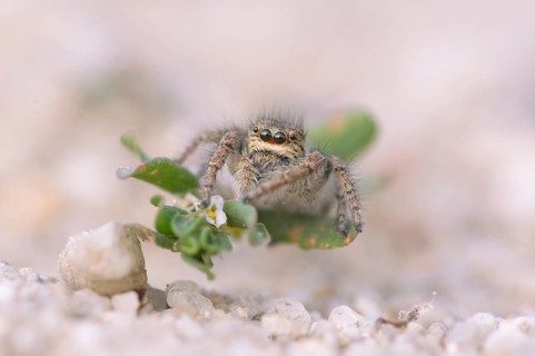 Gold eyes jumping spider (Philaeus chrysops)