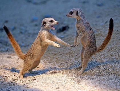 Meerkats (Suricata suricatta)