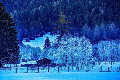 Trees covered in hoarfrost in Gschnitztal Valley