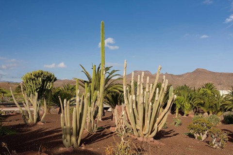 Cacti (Cactaceae) in Las Playitas