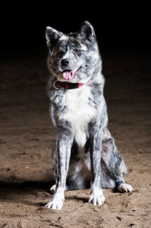 Akita Ken