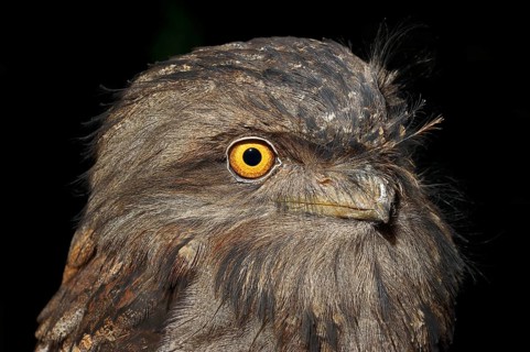 Tawny Frogmouth (Podargus strigoides)