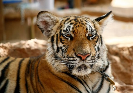 Tiger Temple or Wat Pa Luangta Bua