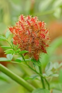 Licorice (Glycyrrhiza glabra)